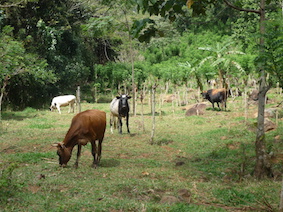 Happy cows